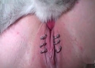 Dog fucked this slut in her pierced pussy