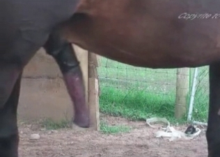 Sexy black horse with a giant pipe