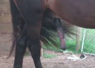 Sexy black horse with a giant pipe
