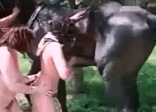 Dose of pleasure for a stallion