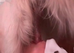 Lustful pervert is giving her head a doggy