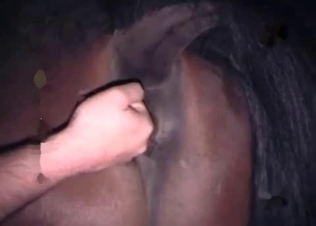 Extreme banging for a sexy horse
