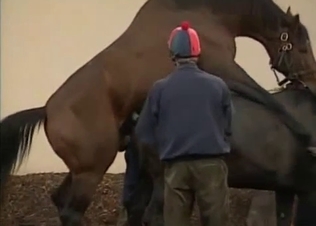 Two horses are about to fuck hard