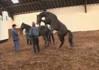 Two horses are about to fuck hard