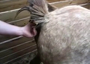 Horse pussy fucked hard with a toy