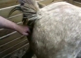 Horse pussy fucked hard with a toy