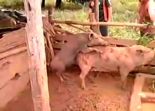 Two pigs fucking and being filthy