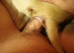 Close-up action with a kinky dog