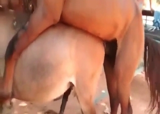 Horny horse fucks a cute pony