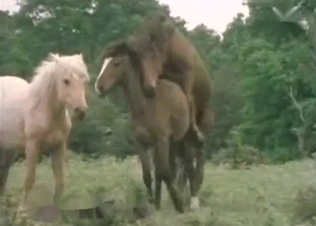 Stunning horses having passionate bestiality XXX