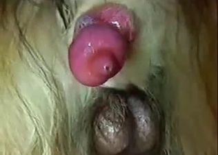 This little pink penis of a nice dog looks good