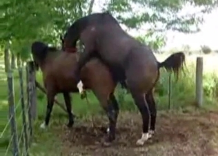 Two awesome horses are fucking in the doggy style