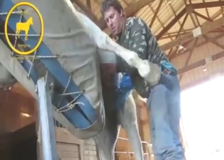 Guy is going to get off with almost-cumming horse