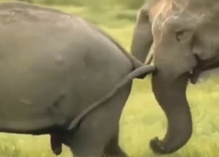 Sexy animals fooling around with lots of mating