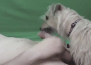 Hot animal is going to get busy licking dick