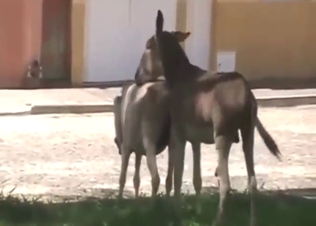 Donkey-on-donkey sexiness with hot fucking