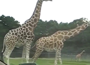 Giraffe zoo sex experience with doggystyle