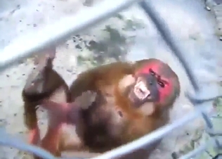 Ape masturbating in a solo zoo porn movie