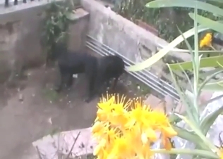 Hot bestiality sex with a doggystyle dog fucking