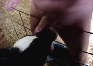 Calf blowjob with sucking, slurping, legit orgasms