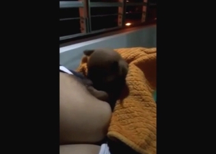 Dog wants to suck on soft, sexy, and milky tits