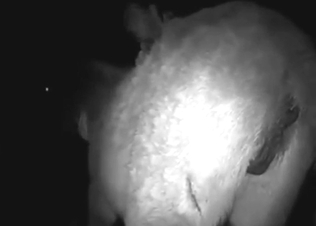 Dude cannot wait to finger and fuck that mare