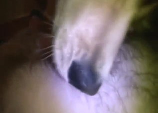 Close-up chest worship session with a cute dog