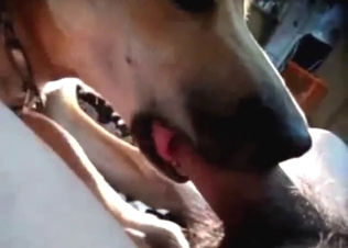 Dog is going to lick cock and look good as well