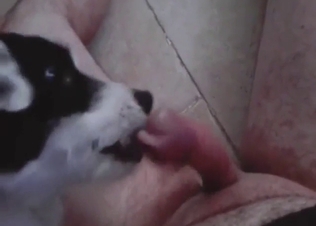 Zoophile man gets his dick licked by a mutt