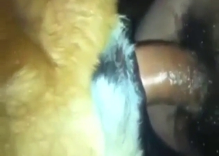 Zoo sex shows a dog that takes it up the pussy
