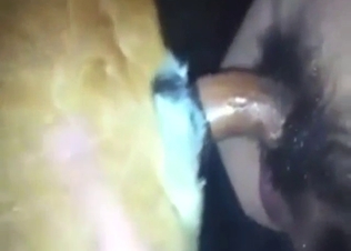 Zoo sex shows a dog that takes it up the pussy