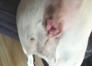 Zoophile sex scene with a dog and its exposed hole
