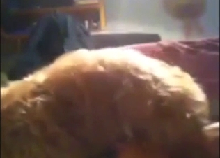 Bestiality porn showing a teen who sucks dogs