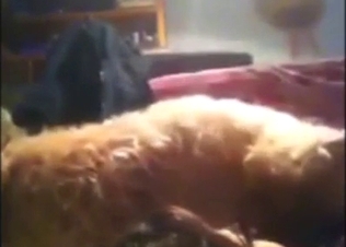 Bestiality porn showing a teen who sucks dogs