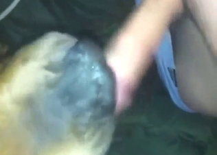 Zoo sex shows a guy's cock licked by a mastiff