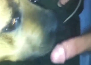 Zoo sex shows a guy's cock licked by a mastiff