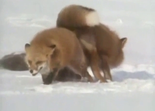Zoophile voyeur experience with two foxes fucking