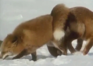 Zoophile voyeur experience with two foxes fucking